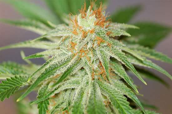 Red Dragon: productive high sativa strain cannabis-weed seeds