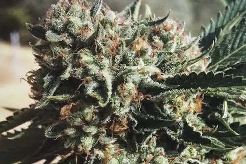 Sapphire OG humboldt high yield cannabis seeds