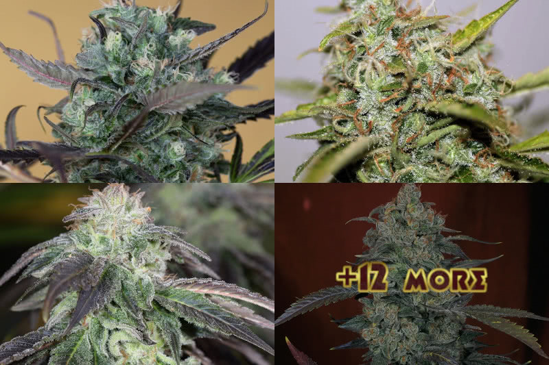 Top 15 Best Regular Seeds Mold Resistant Strains