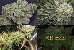 TOP 25 BEST SATIVA STRAINS 2020