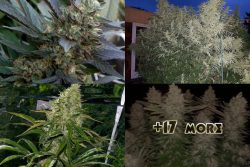 Top HIGH YIELD Strains List: Indoor & Outdoor Seeds