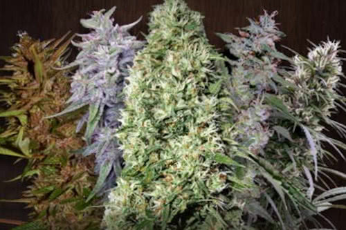 Feminized weed seeds for sale cheap
