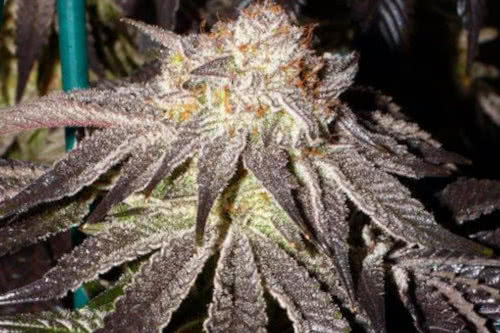 Alaskan Purple marijuana strain by Seedsman