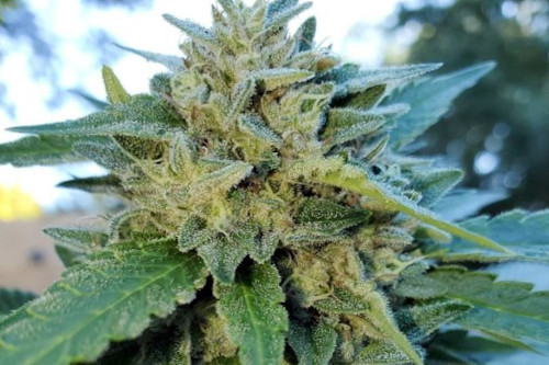 24 Best LANDRACE Cannabis Strains to Grow from Seed | Mold Resistant ...