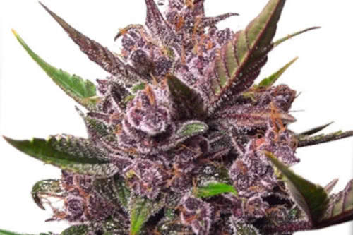 A purple bud Blackberry Kush Auto weed plant by Dutch Passion
