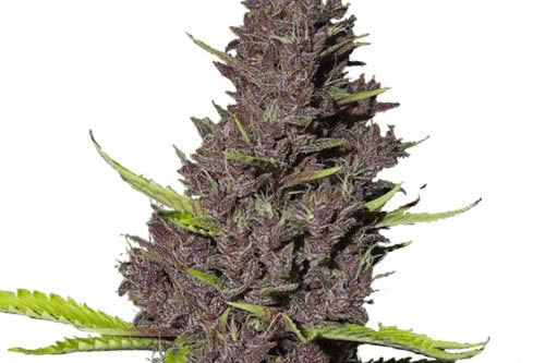 Blue Dream strain în creștere humboldt 