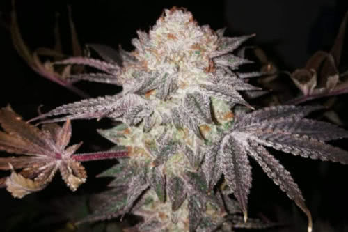 gelat og by seedsman is an easy strain to grow