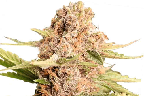  girl Scout cookies auto de ilgm quizás la variedad de interior más fácil