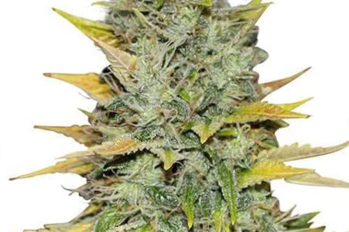 Bergman's Gold Leaf ILGM grow marijuana strain