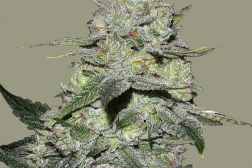 gorilla bomb grows easy by bomb seeds