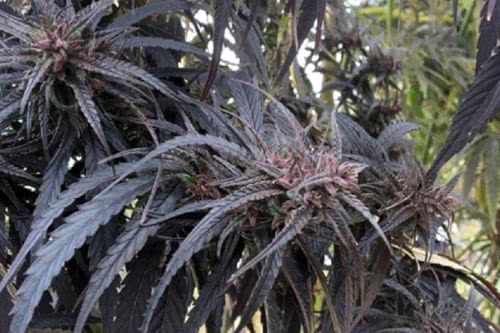 kumaoni strain real seeds co landrace marijuana