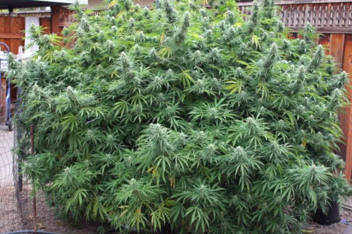 manipuri landrace indian cannabis strain grow