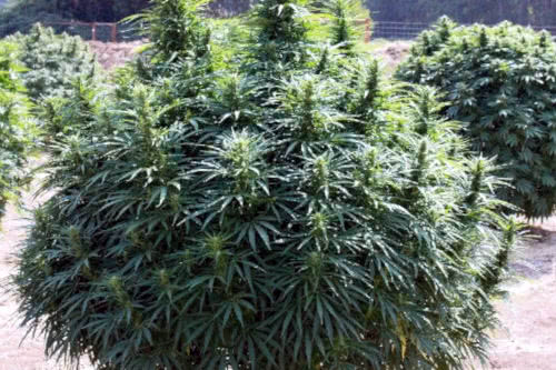 mazar-i-sharif charas hash strain landrace cannabis