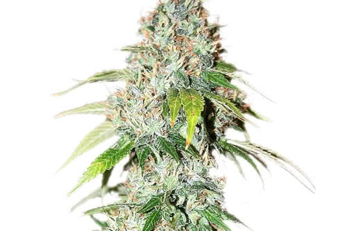 og kush by ilgm, an easy to grow strain for beginners