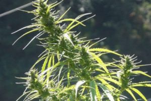 24 Best LANDRACE Cannabis Strains To Grow From Seed - Mold Resistant ...