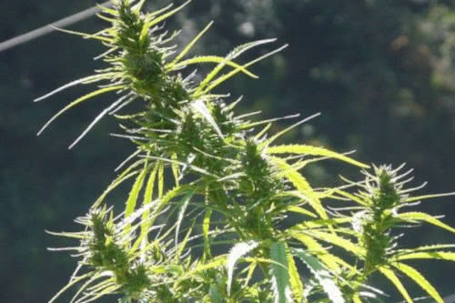 parvati landrace cannabis real seed co