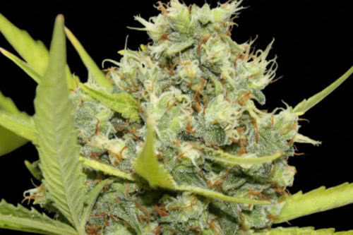 pineapple chunk růst o barneys farm seeds snadné