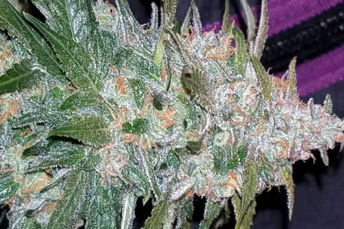 pineapple express auto fast buds easy grow
