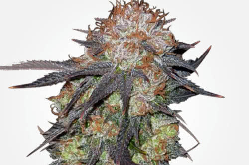 Pineberry pourpre. Bourgeons de marijuana Pineberry par MSNL