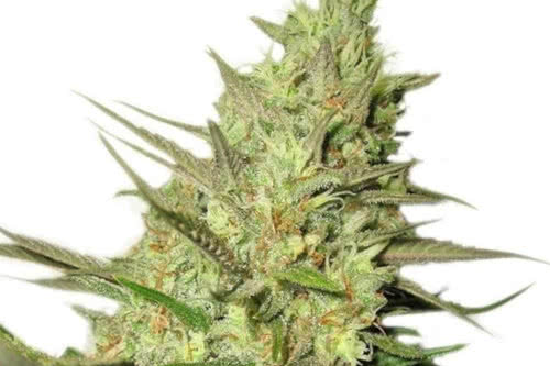 Special Queen #1, a cheap feminized marijuana strain by Royal Queen Seeds