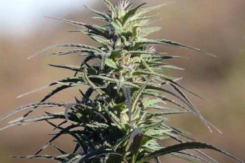 ukhrul naga landrace cannabis seeds rsc