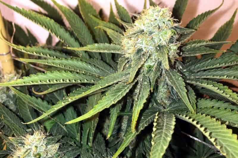 20 FASTEST Flowering Strains to Grow from Seed