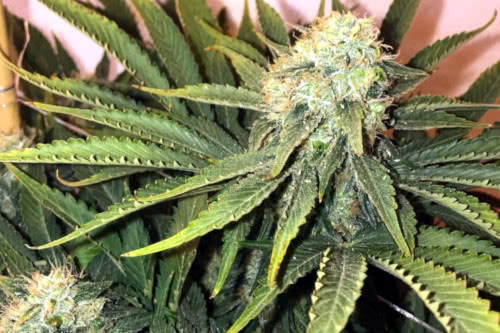 Fastest growing cannabis strain