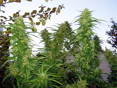 Bubble Gum, a good strain to grow outdoors