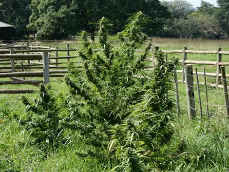 Kwazulu marijuana strain outdoors