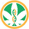 Marijuana Seeds Genetics