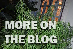 More on the Weed Blog