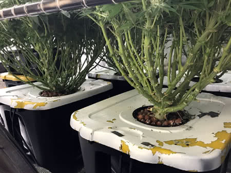 plants in buckets-totes cannabis hydroponic system: indoor strains