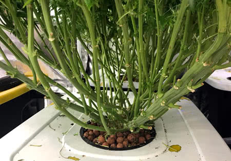 Image of cannabis plant (branches) grown in the DIY RDWC undercurrent hycroponic system