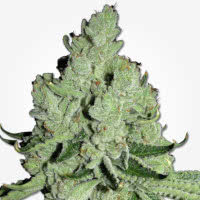 Sour Diesel regular marijuana seeds