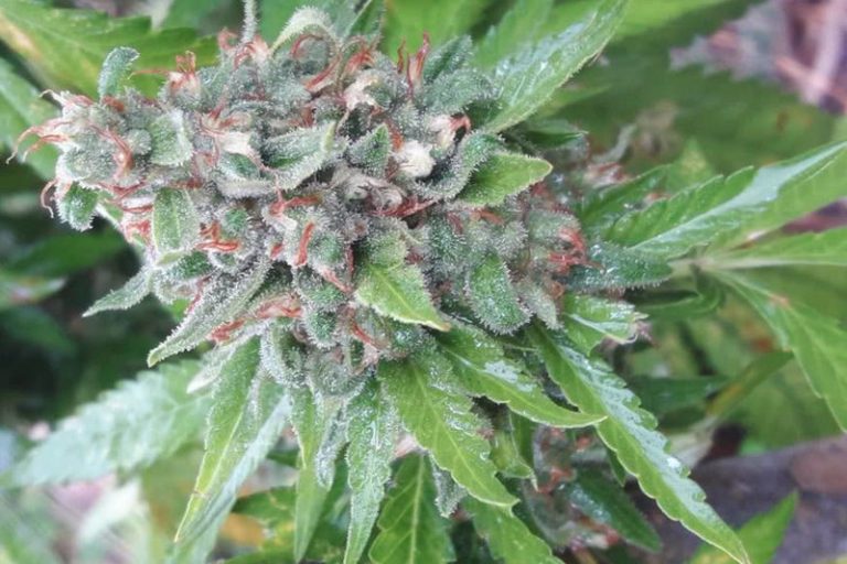 Weed Blog Mold Resistant Strains