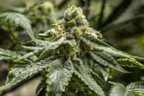 2Y2 marijuana strain seeds new 2021