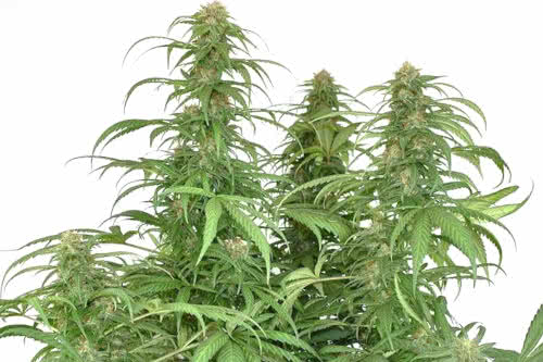 CBG-Force fem new high CBG marijuana strain seeds