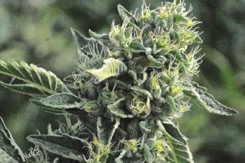 DC Cure 1:1 CBD Auto Marijuana Seeds New Strain