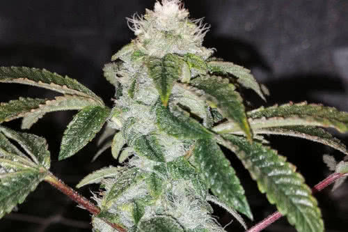 Sowah Sherbert Marijuana Strain New Fem Seeds