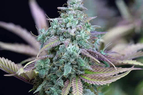 Strawberry Cheesecake Autoflowering Seeds New Cannabis Strains 2021