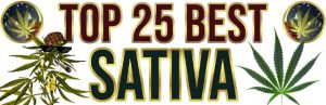 Top 25 Best Sativa Strains 2024 - Mold Resistant Strains