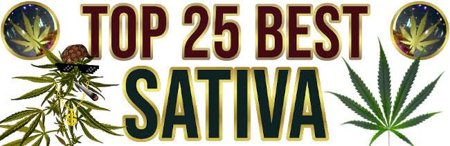 Top 25 Best Sativa Strains 2022