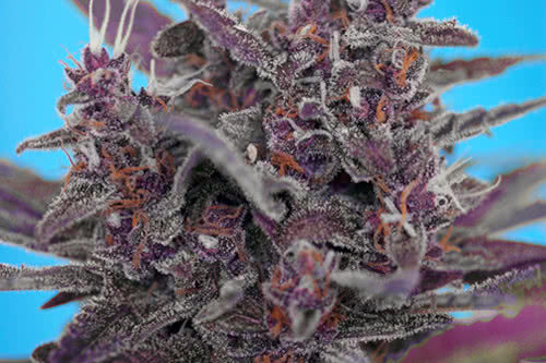 Black Cream Auto purple cannabis strain by Sweet Seeds
