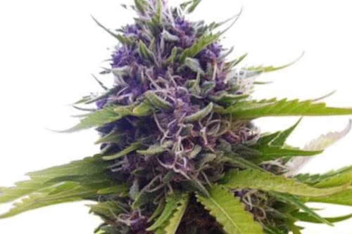  La souche Blueberry auto pousse par ilgm 