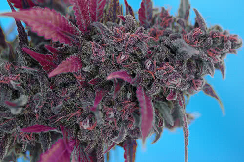 Dark Devil Auto souche de marijuana par Sweet Seeds