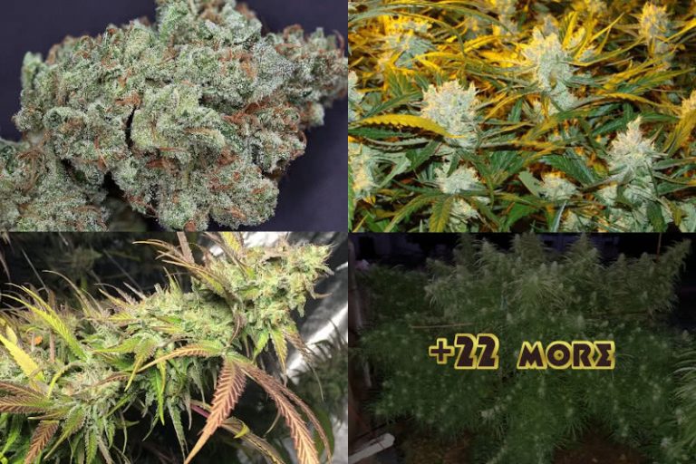 Weed Blog - Mold Resistant Strains