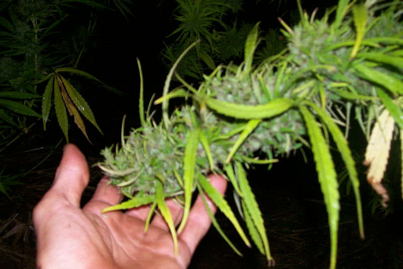 Mold Resistant Strains marijuana buds growing