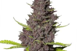 TOP 25 BEST SATIVA STRAINS 2022 - Mold Resistant Strains