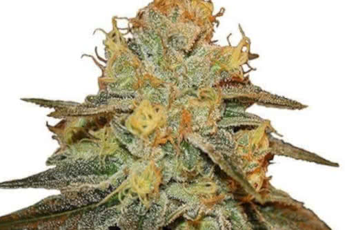 Bruce Banner fem new high THC marijuana strain seeds