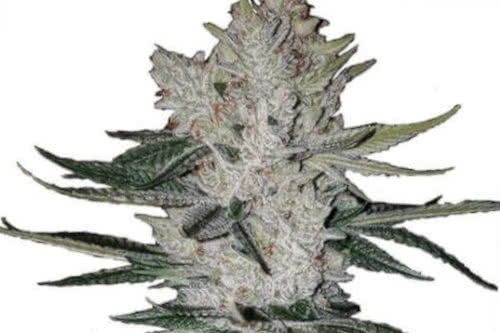 GG4 new original weed strain aka Gorilla Glue
